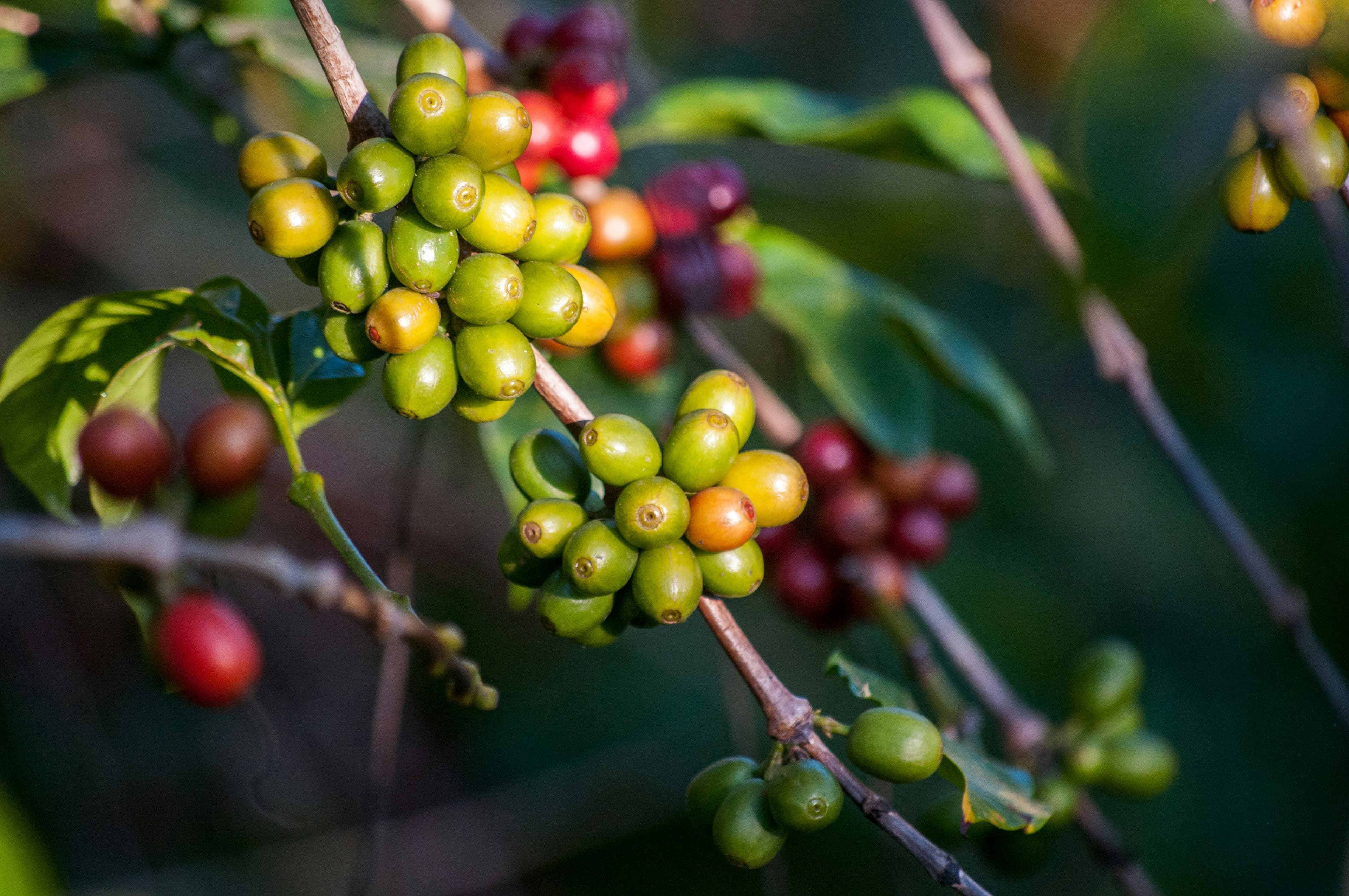 Sustainable coffee farming